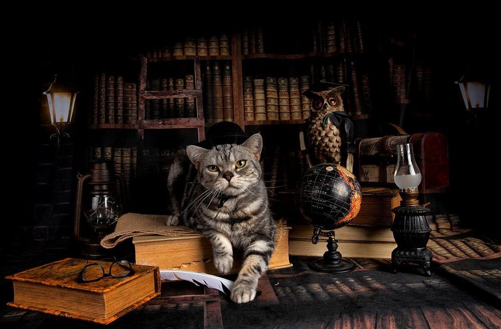 Котики - Сказочники