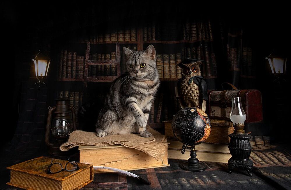 Котики - Сказочники