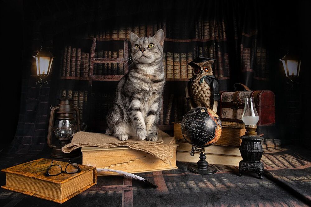 Котики - Сказочники