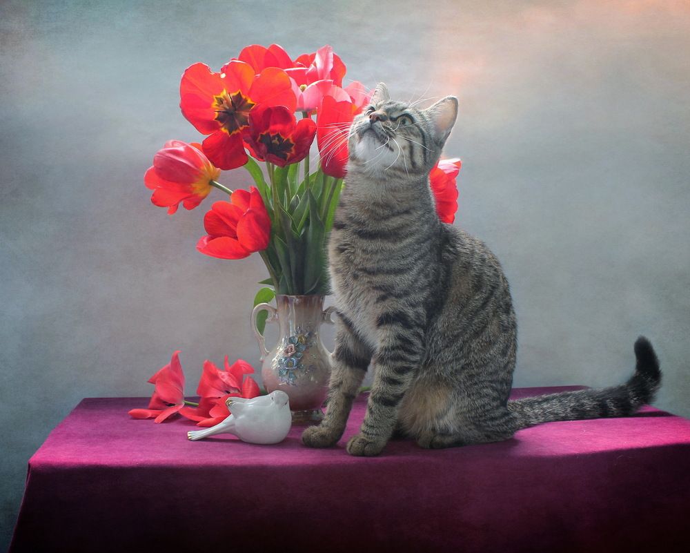 Коты и тюльпаны - часть 2 :)