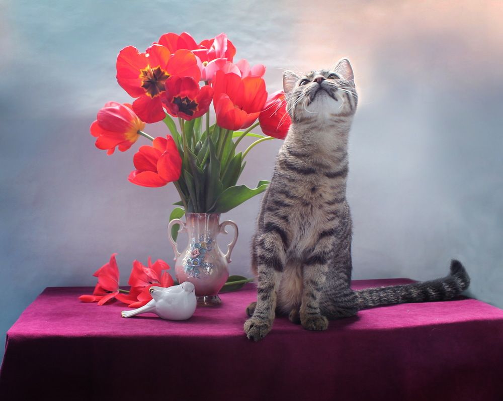 Коты и тюльпаны - часть 2 :)