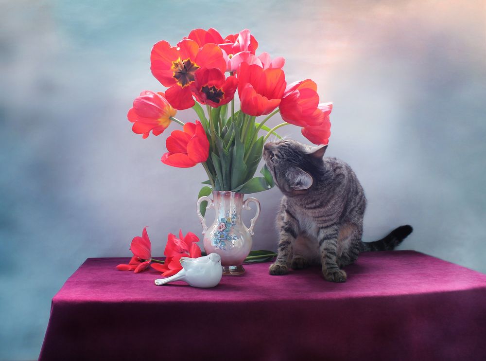 Коты и тюльпаны - часть 2 :)