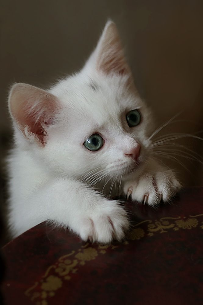 Ася