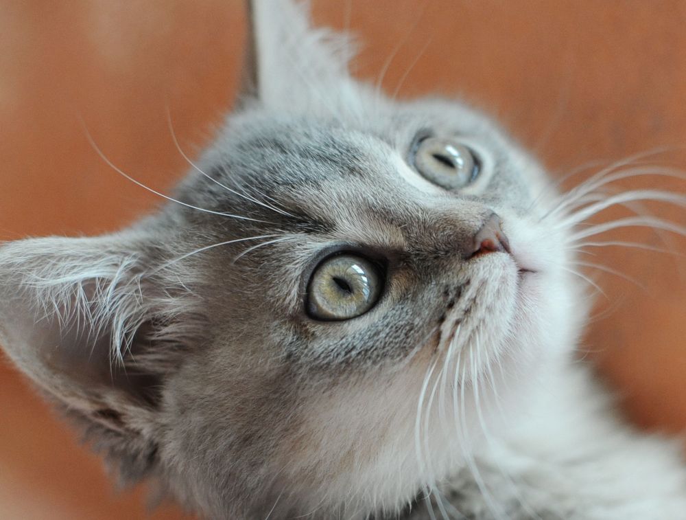 Kitten Sibusya