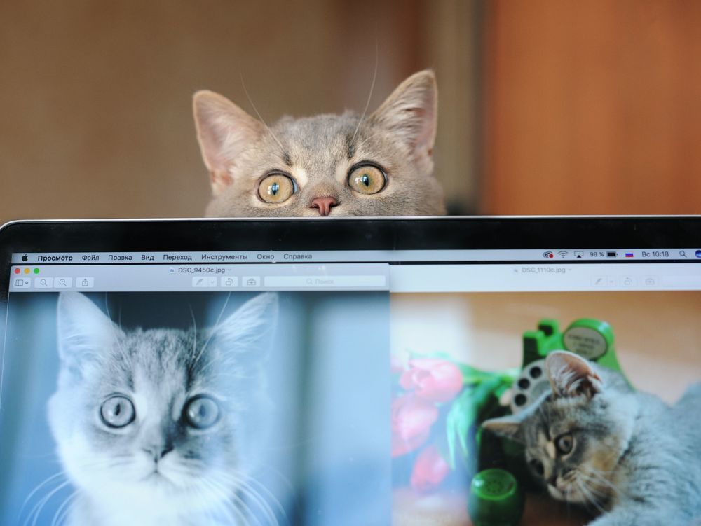 Kitten Sibusya
