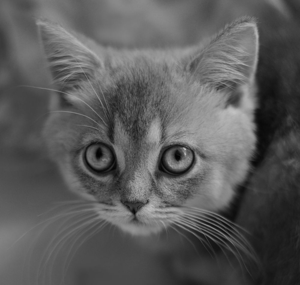 Kitten Sibusya