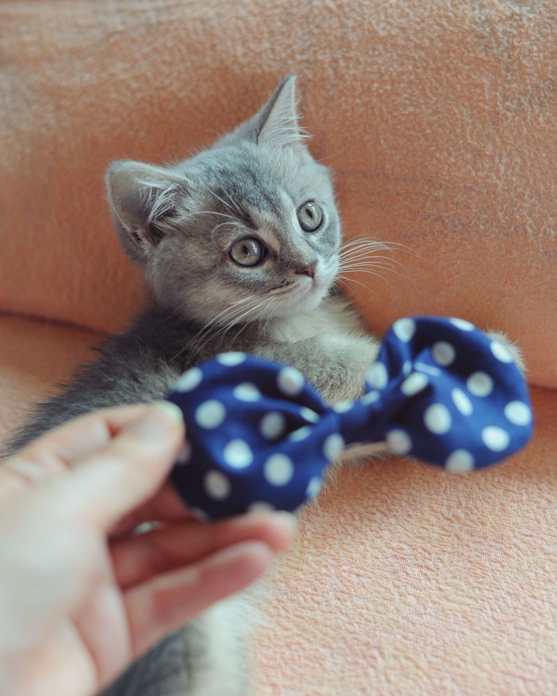 Kitten Sibusya