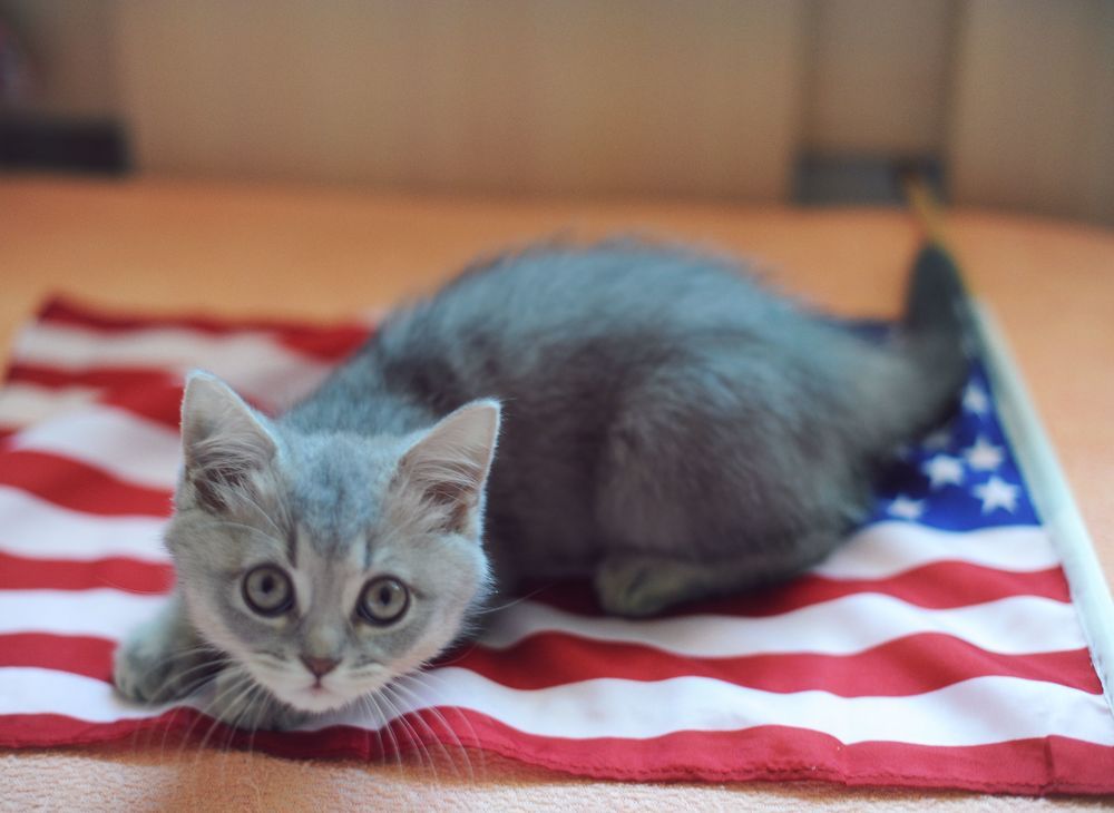 Kitten Sibusya