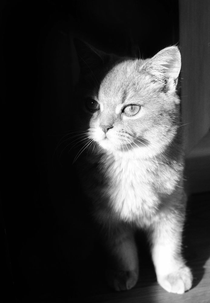 Kitten Sibusya