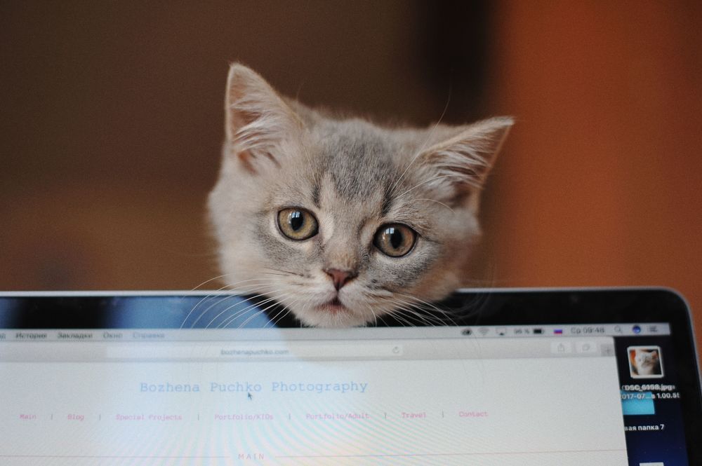 Kitten Sibusya