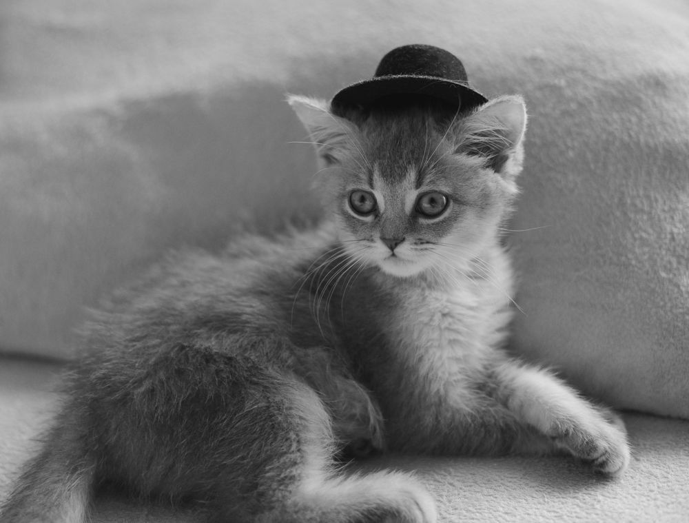 Kitten Sibusya