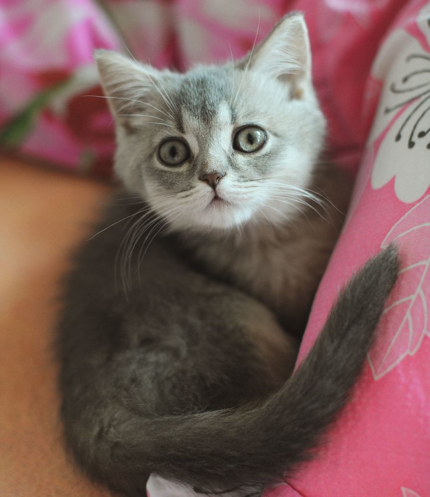 Kitten Sibusya