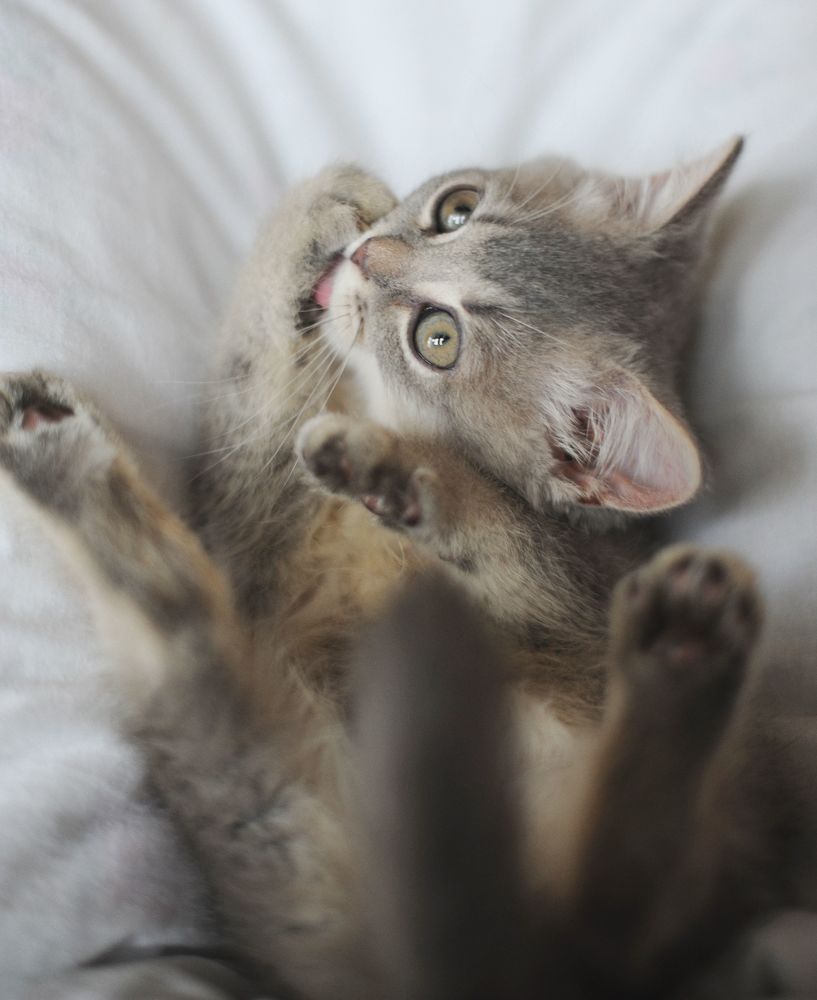 Kitten Sibusya