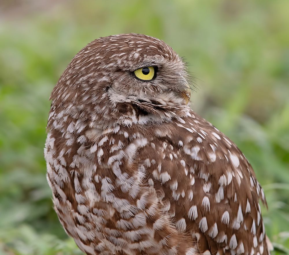 Burrowing Owl- Кроличий сыч