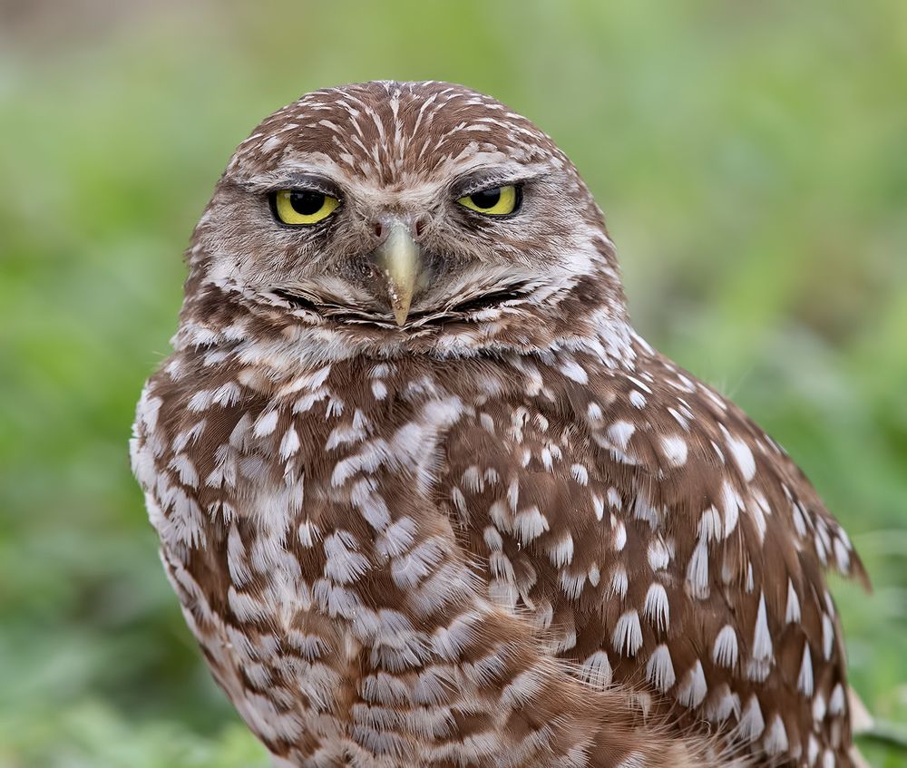 Burrowing Owl- Кроличий сыч