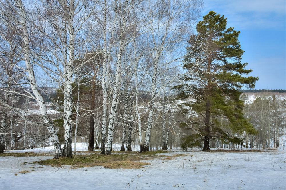 Весенний апрельский лес