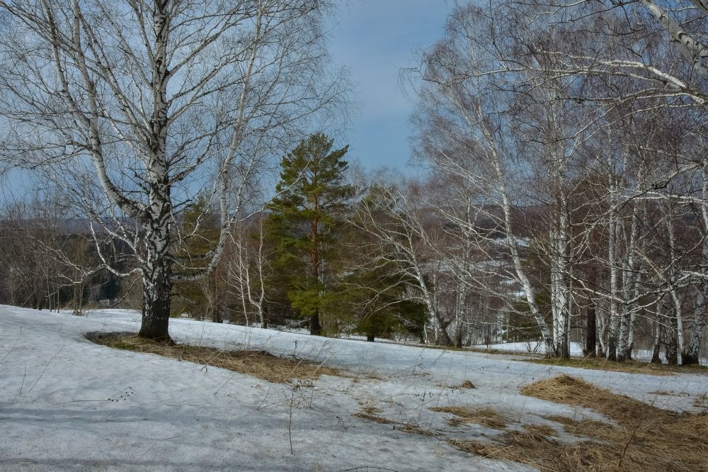 Весенний апрельский лес