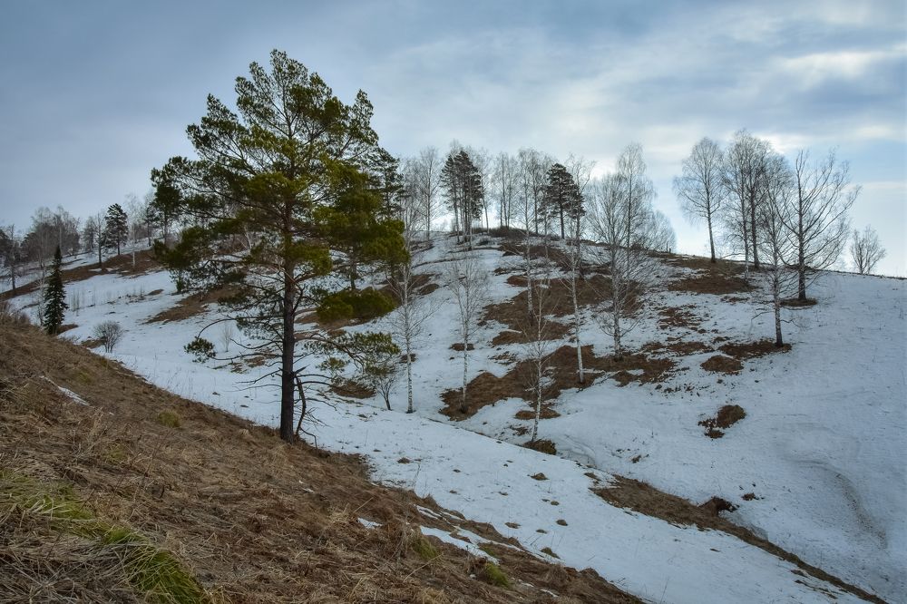 Весенний апрельский лес