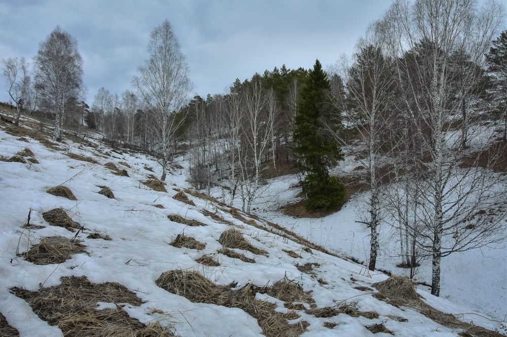 Весенний апрельский лес
