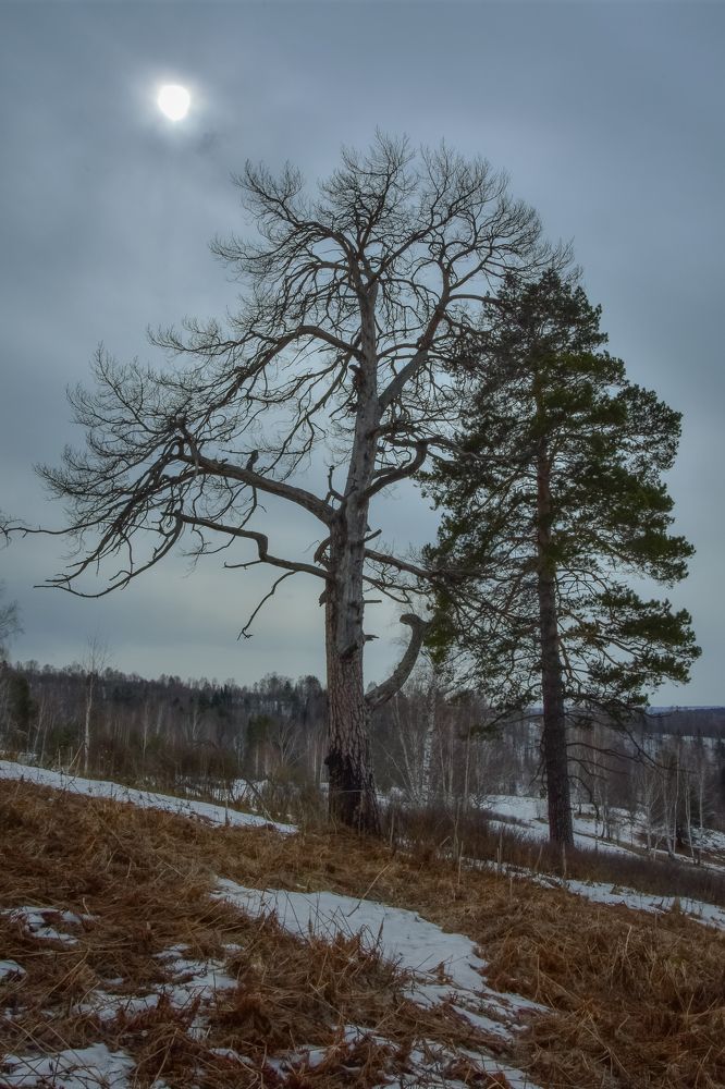 Весенний апрельский лес