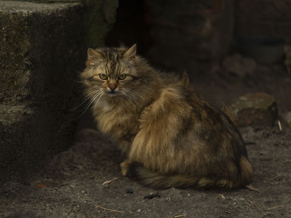 Портрет дворовой кошки