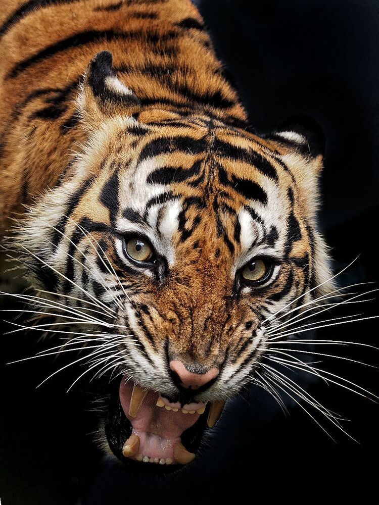 animal series