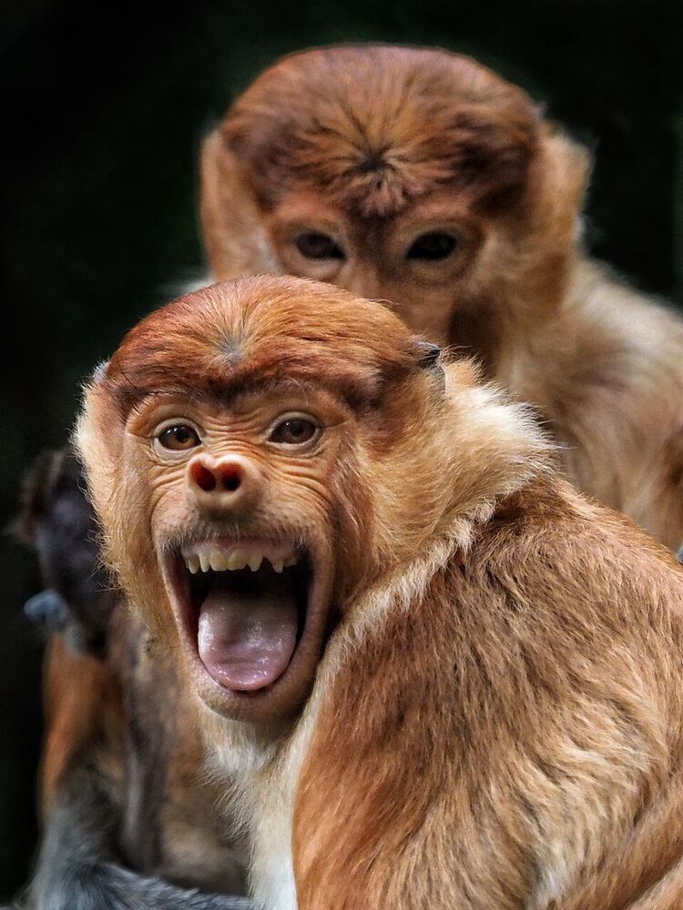 animal series