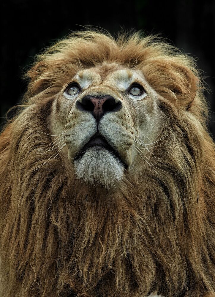 animal series