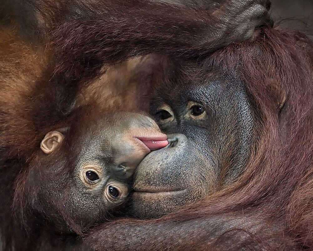 animal series