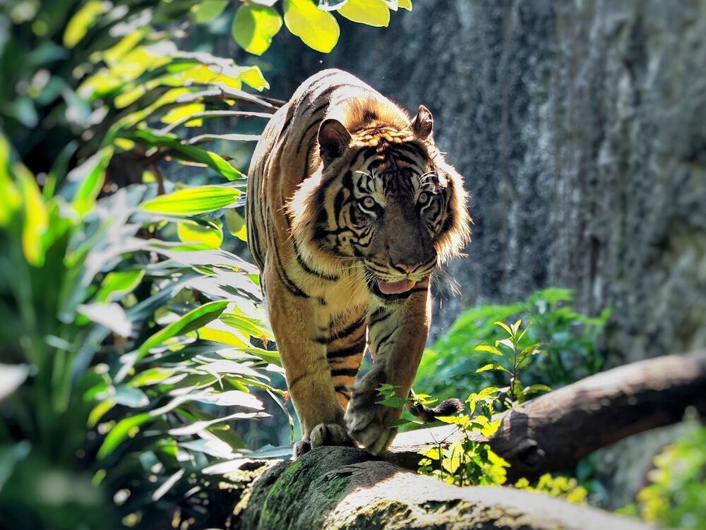 animal series
