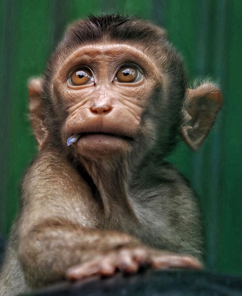 animal series