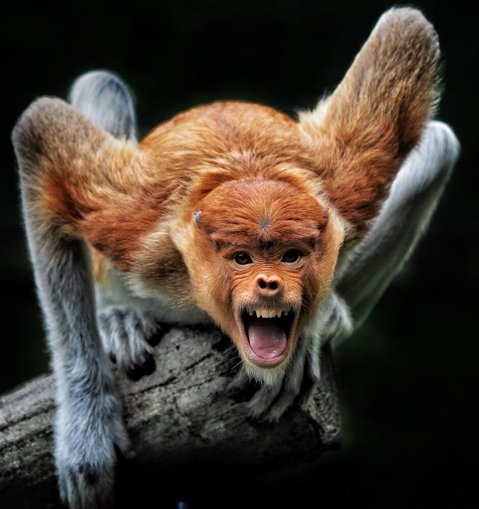 animal series