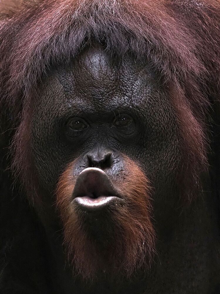 animal series