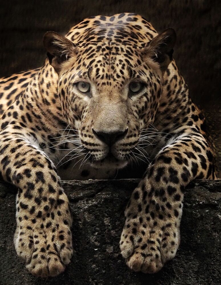 animal series