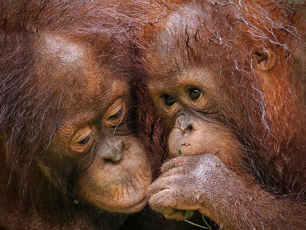 animal series