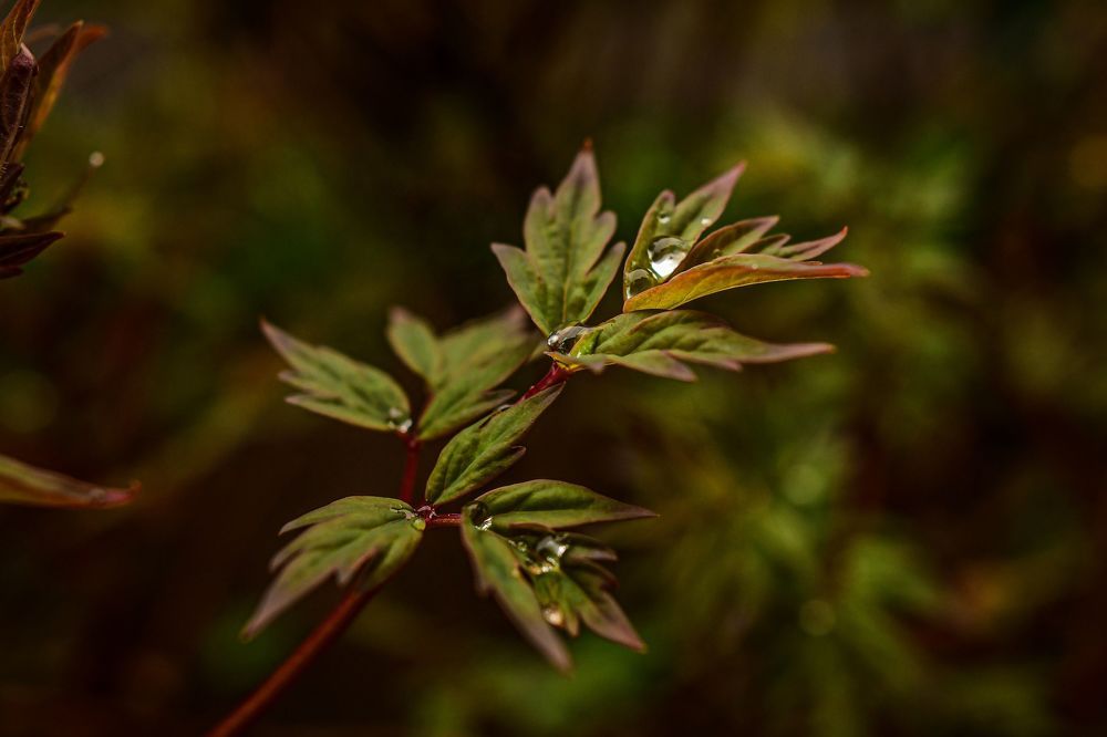 Photo 2177429