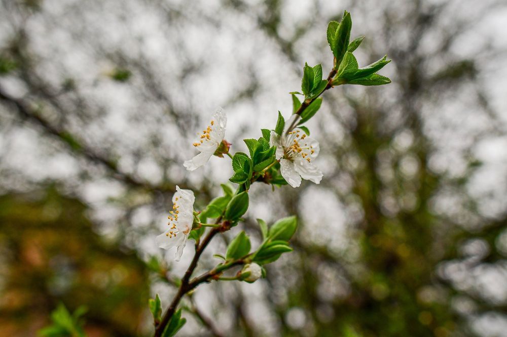Photo 2177432