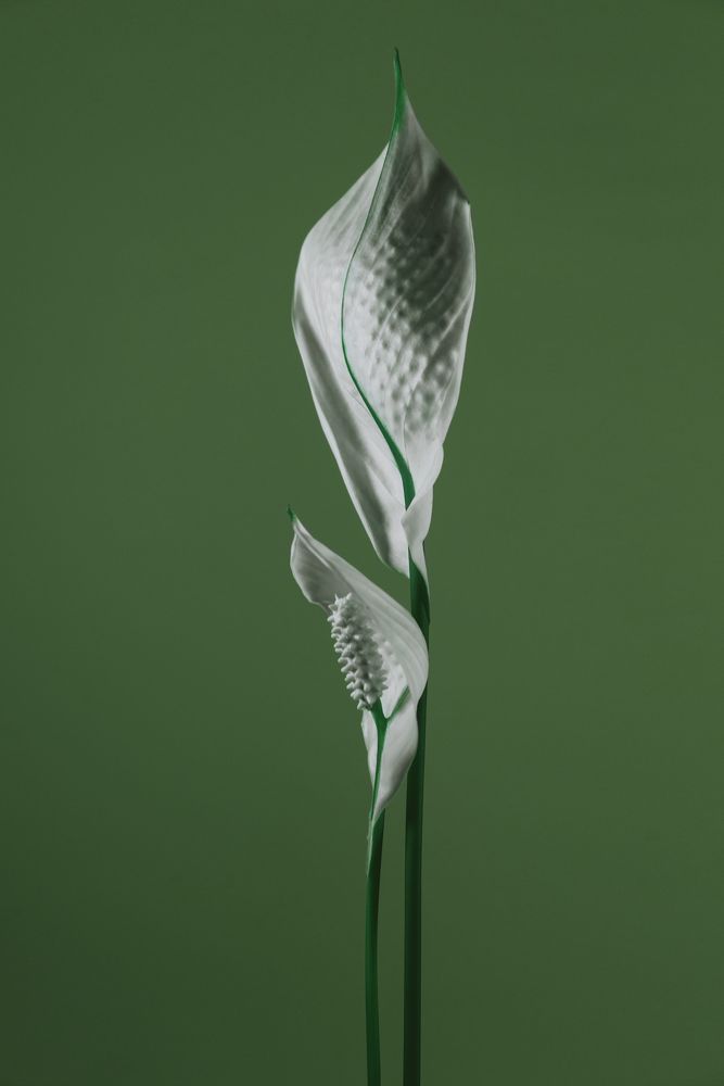 Spathiphyllum