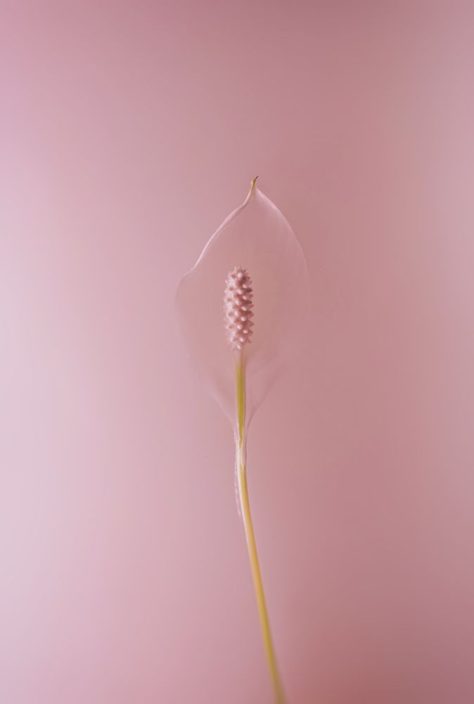 Spathiphyllum