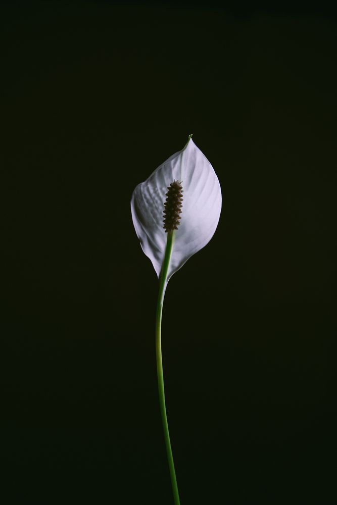 Spathiphyllum