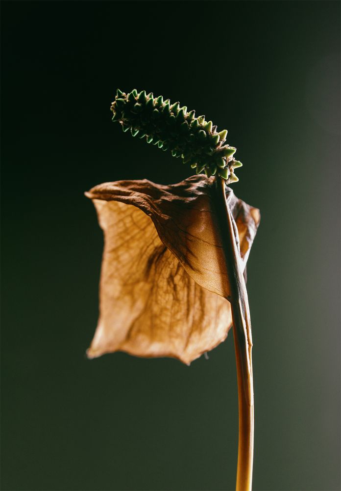 Spathiphyllum