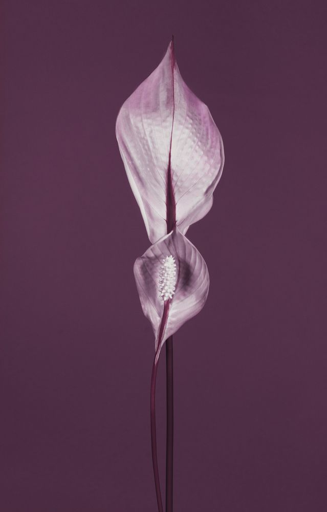 Spathiphyllum