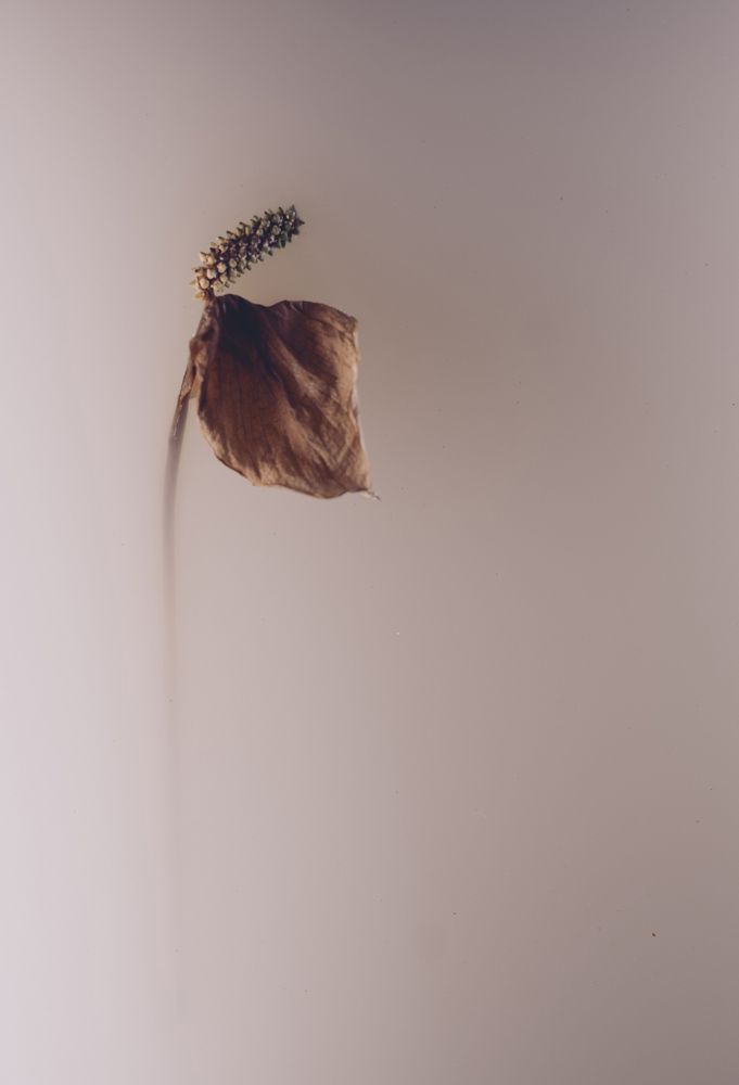 Spathiphyllum