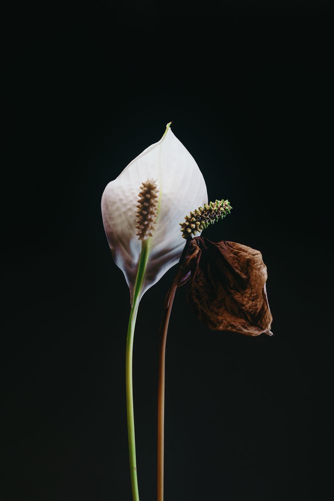 Spathiphyllum