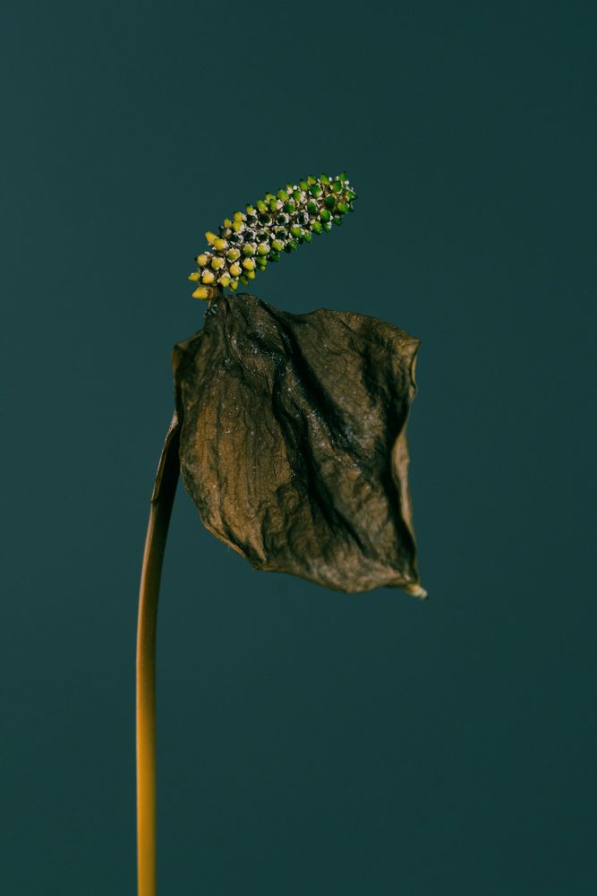 Spathiphyllum