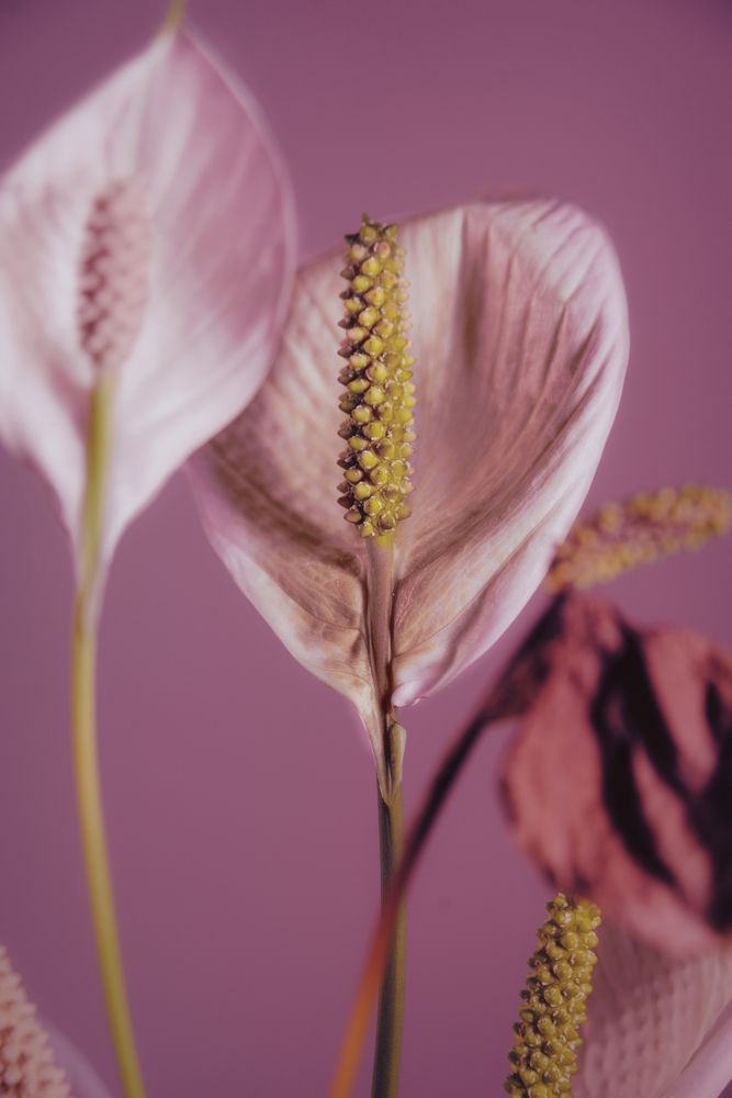Spathiphyllum