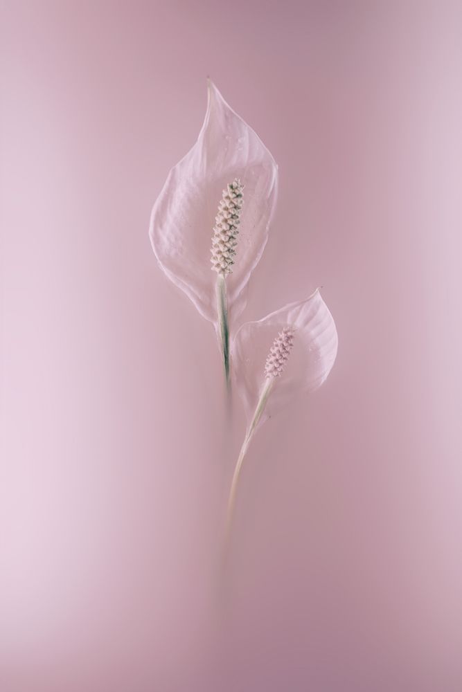 Spathiphyllum
