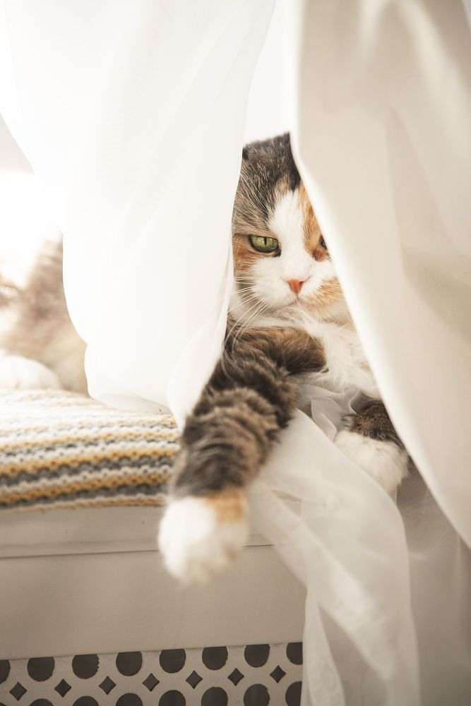 Кошка