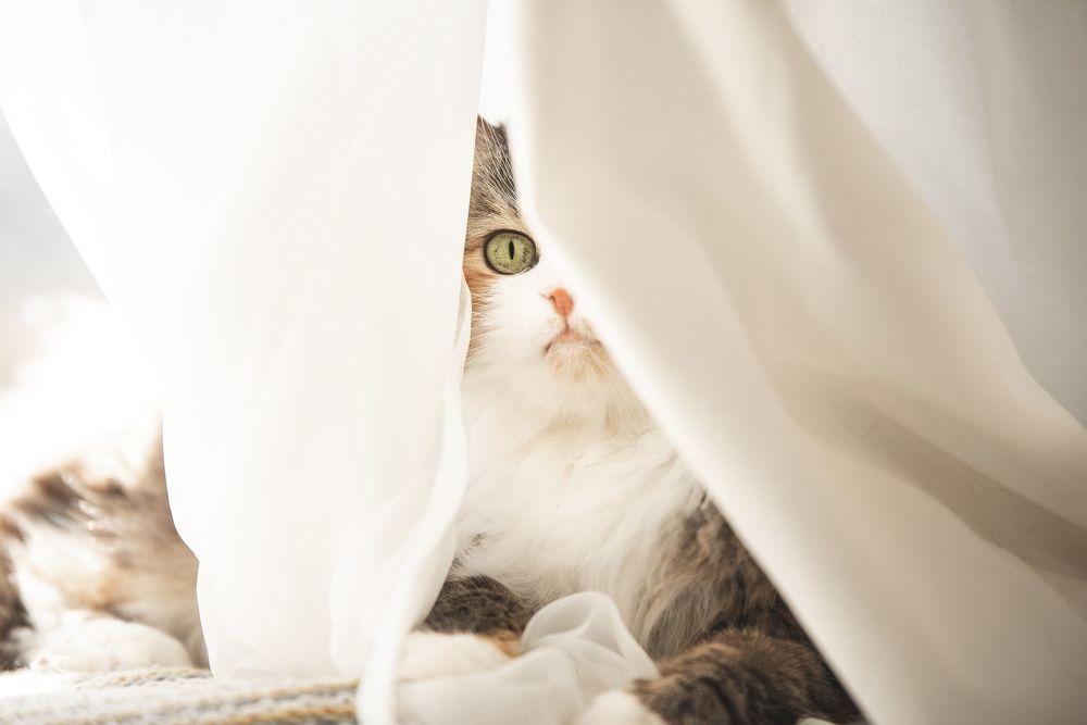 Кошка