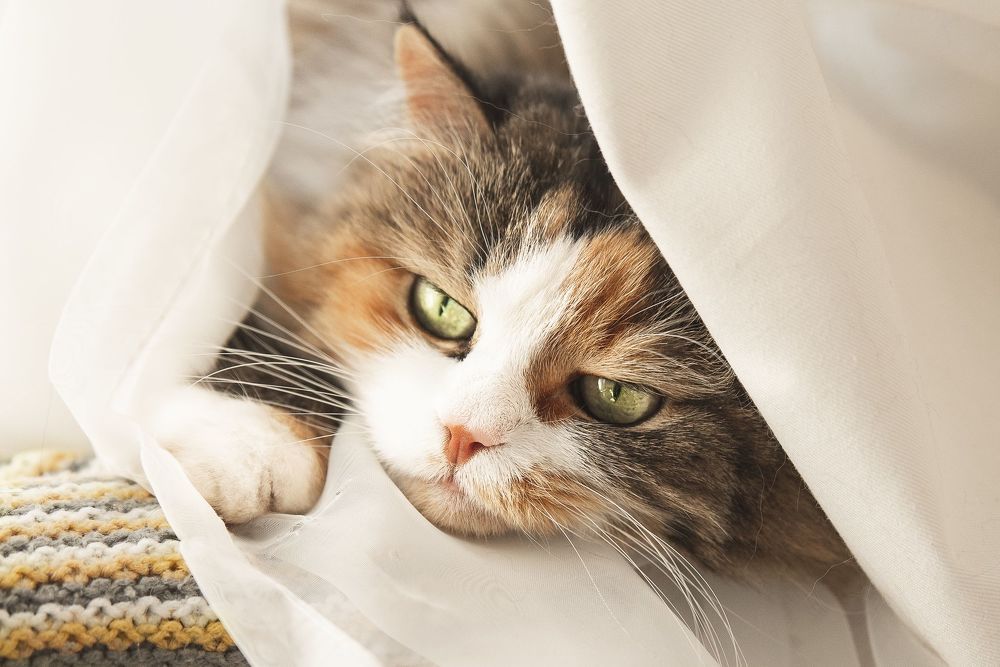 Кошка